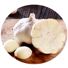 wholesale fresh normal white garlic good price in Dubai